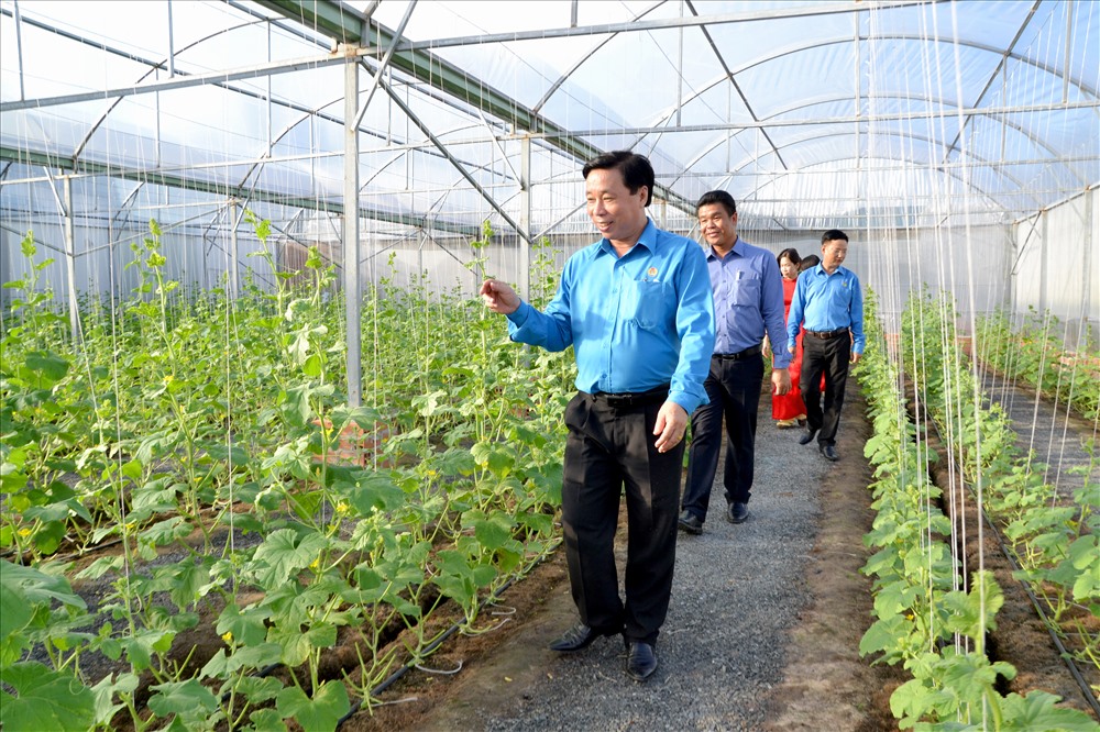 Chủ tịch LĐLĐ Kiên Giang Trần Thanh Việt tham quan khu vực trồng dưa lưới. Ảnh: Lục Tùng