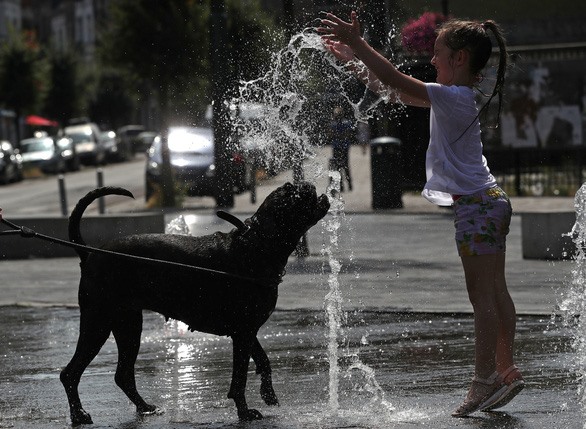 Trẻ em và thú cưng được đưa ra các đài phun nước ở Brussels, Bỉ để giải nhiệt. Nắng nóng kéo dài cũng khiến nhiều vụ cháy cũng xảy ra tại miền Nam nước Bỉ khi nhiệt độ lên đến 40 độ C tại một số địa điểm.  Ảnh: REUTERS