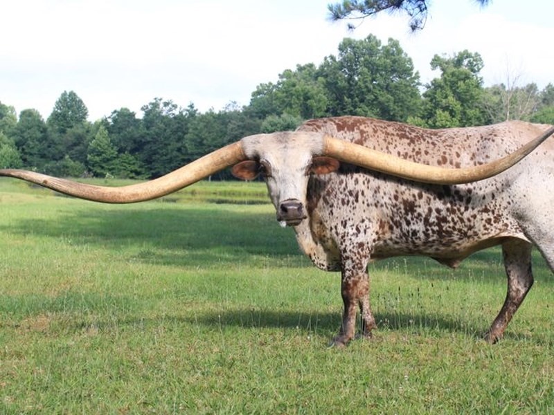 10. Chú bò có sừng dài nhất thế giới: Chú bò Poncho Via đến từ bang Alabama, Mĩ sở hữu đôi sừng dài tới 323,74cm.