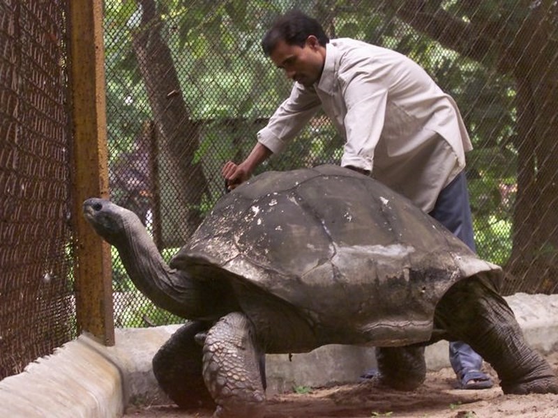 9. Động vật sống thọ nhất thế giới: Chú rùa có tên Jonathan, 187 tuổi, đã được công nhận là động vật sống thọ nhất thế giới.