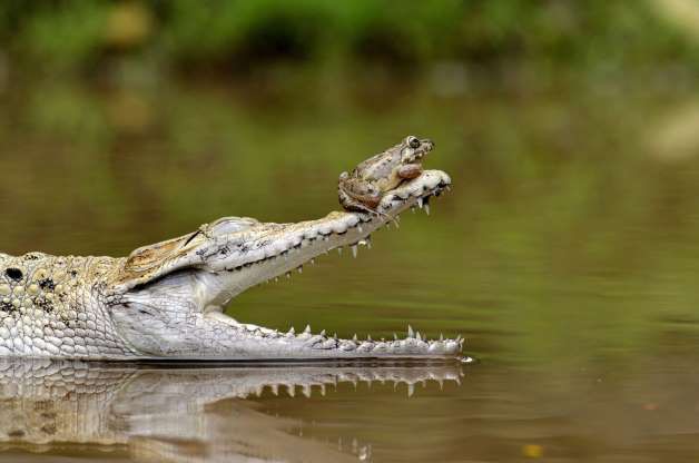 Chú ếch can đảm, dám ngồi trên mõm cá sấu để sang sông.