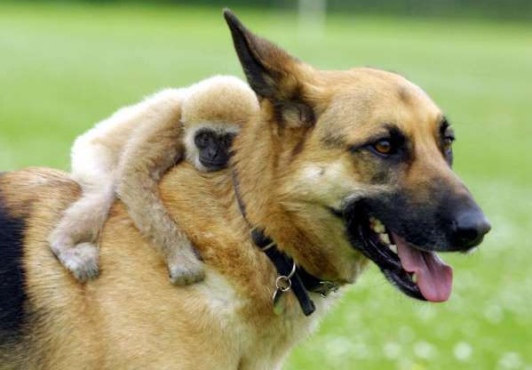 Chú vượn nhỏ bám chặt trên lưng chó.