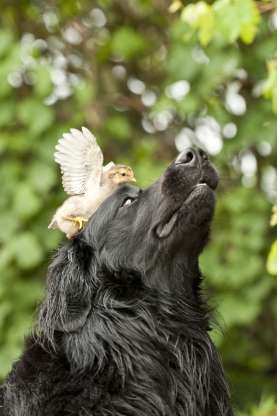 Chú gà con đang tìm cách lấy lại thăng bằng trên đầu chú chó Hovawart.