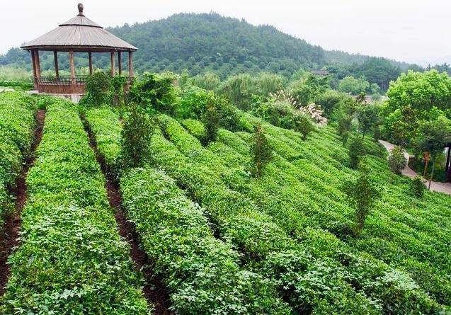 Một vườn trà tươi tốt ở khu làng trà Long Tỉnh. Với khí hậu mát mẻ, nguồn nước dồi dào, thổ nhưỡng nơi đây rất thích hợp cho trà xanh sinh trưởng.