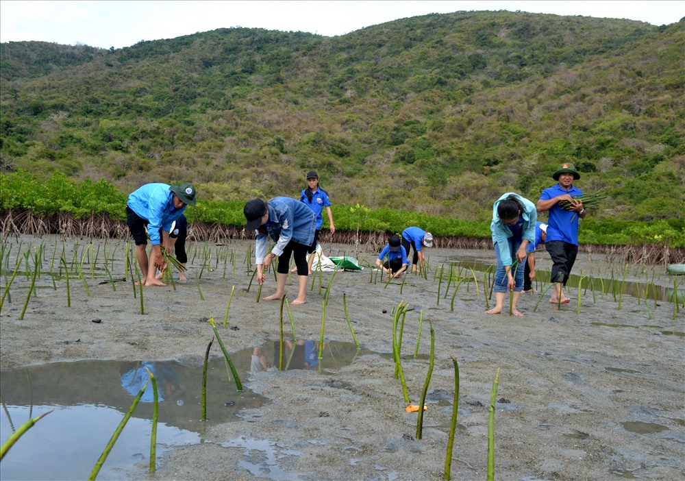 Các bạn đoàn viên thanh niên tham gia trồng hơn 10.000 cây đước tại Đầm Bấy. Ảnh: Châu Tường
