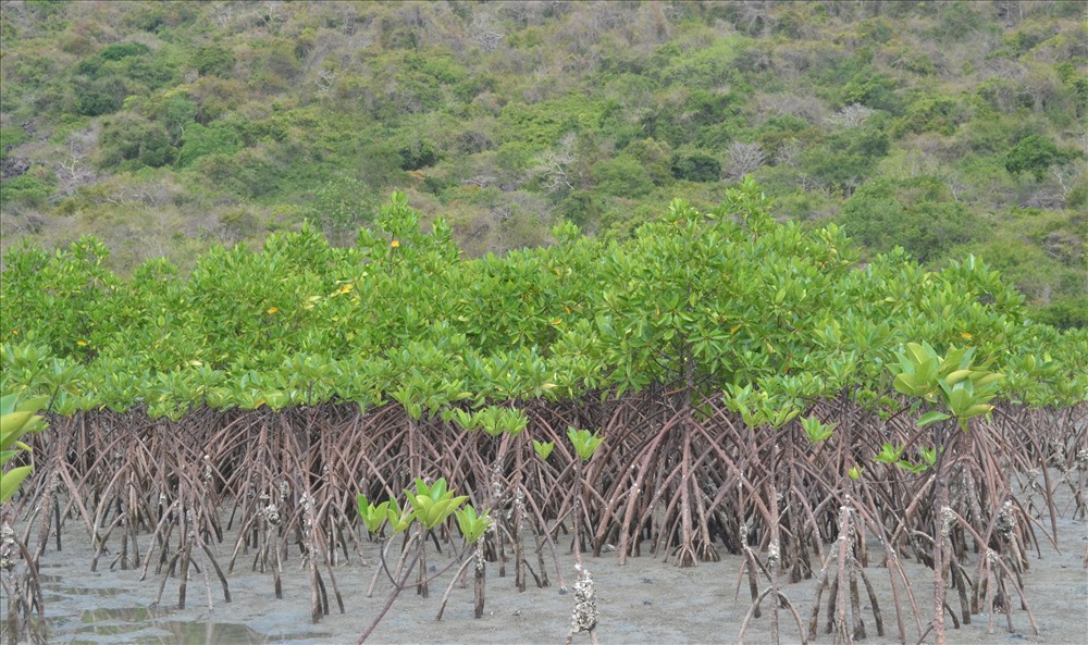 Sau một thời gian trồng mới và phục hồi, rừng đước đã phủ xanh tại nhiều khu vực của đảo. Ảnh: Châu Tường