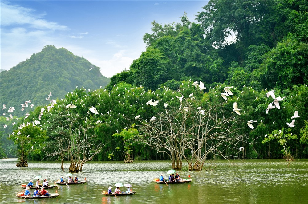 Du khách đi thuyền ngắm nhìn những đàn cò đậu trắng trên các ngọn cây tại Khu du lịch Vườn chim Thung Nham. Ảnh: Ninh Mạnh Thắng