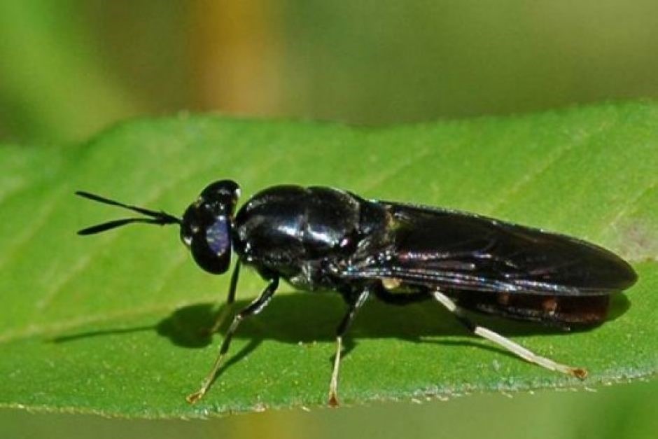 Phát triển nuôi ruồi lính đen trong sản xuất nông nghiệp theo hướng kinh tế  tuần hoàn