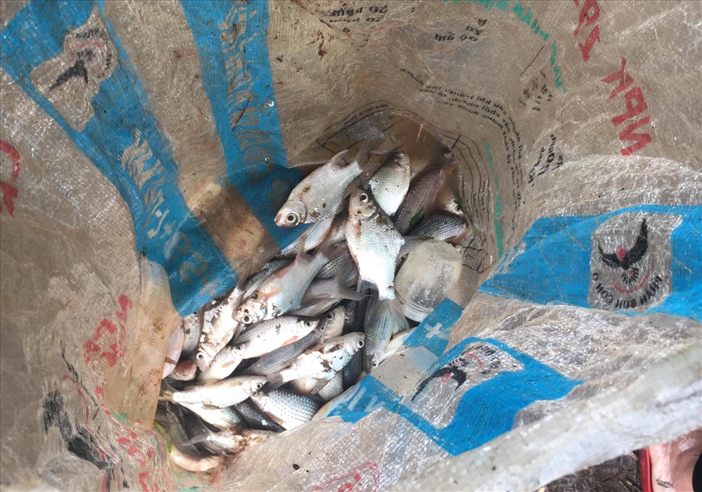 Những ngày này, trung bình có khoảng từ 10-15 người dân tại xã Cư M'Lan đổ ra các suối trên địa bàn để thả lưới bắt cá. Ảnh: Lx