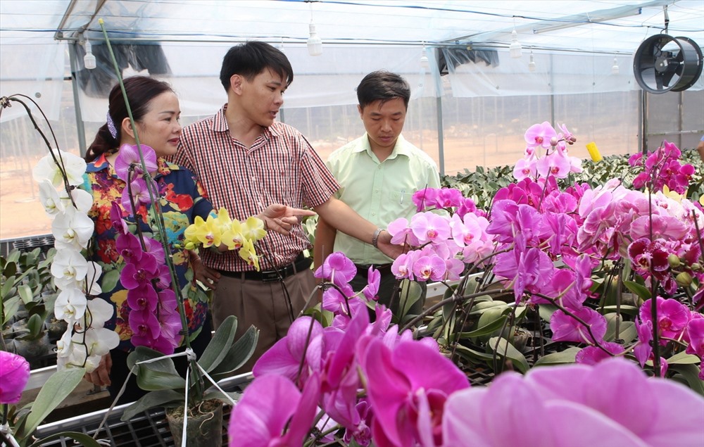 Nhìn những cây lan hồ điệp trồng thử nghiệm khoe sắc, nhiều người kỳ vọng nơi này sẽ trở thành vùng chuyên canh lan, đem lại thu nhập cho người dân bản địa. Ảnh: Hưng Thơ.