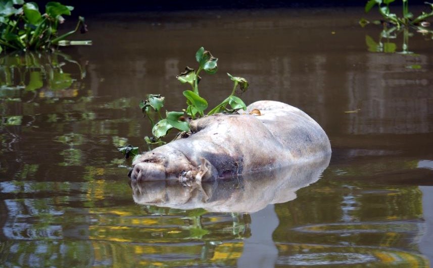 Lợn chết do bị bệnh dịch tả lợn châu Phi được người dân vứt xuống kênh. Ảnh: Nhật Hồ