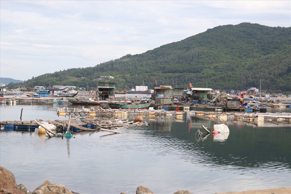 Theo thống kê của phòng Kinh tế quận Sơn Trà (TP Đà Nẵng) cho biết, hộ dân nuôi cá lồng bè khu vực này, chủ yếu các hộ dân của 2 phường Thọ Quang và Nại Hiên Đông (quận Sơn Trà).