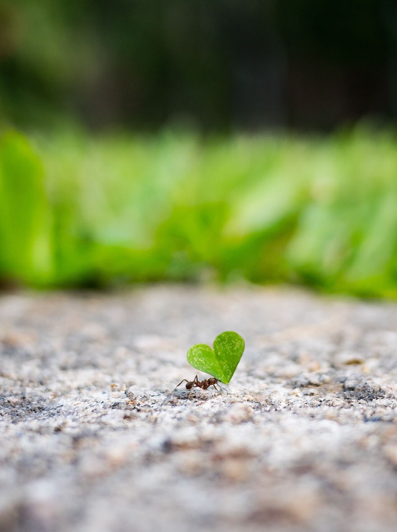 Chú kiến nhỏ mang một lá cỏ hình trái tim.