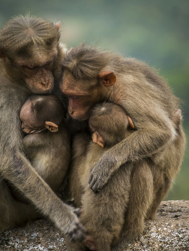 Sự gắn kết của một gia đình thực sự. Ai nói động vật không có tình cảm như con người?