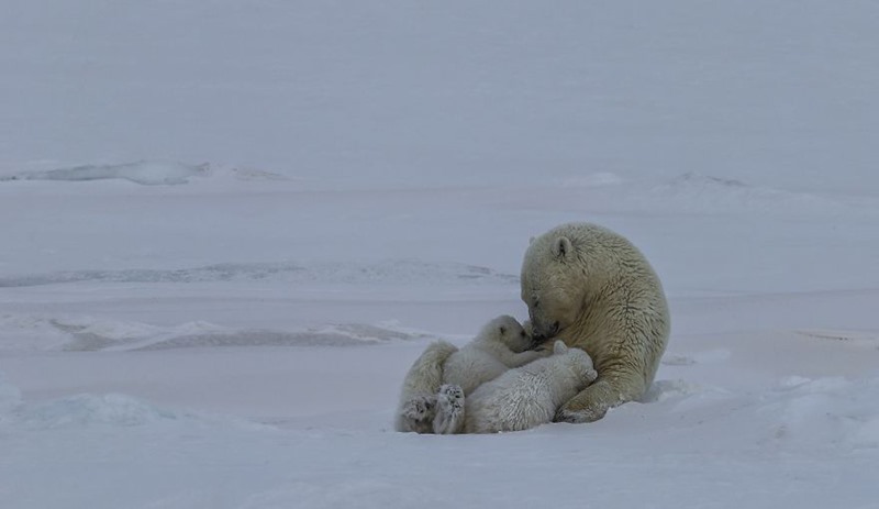 Tình mẫu tử của mẹ con gấu Bắc cực.