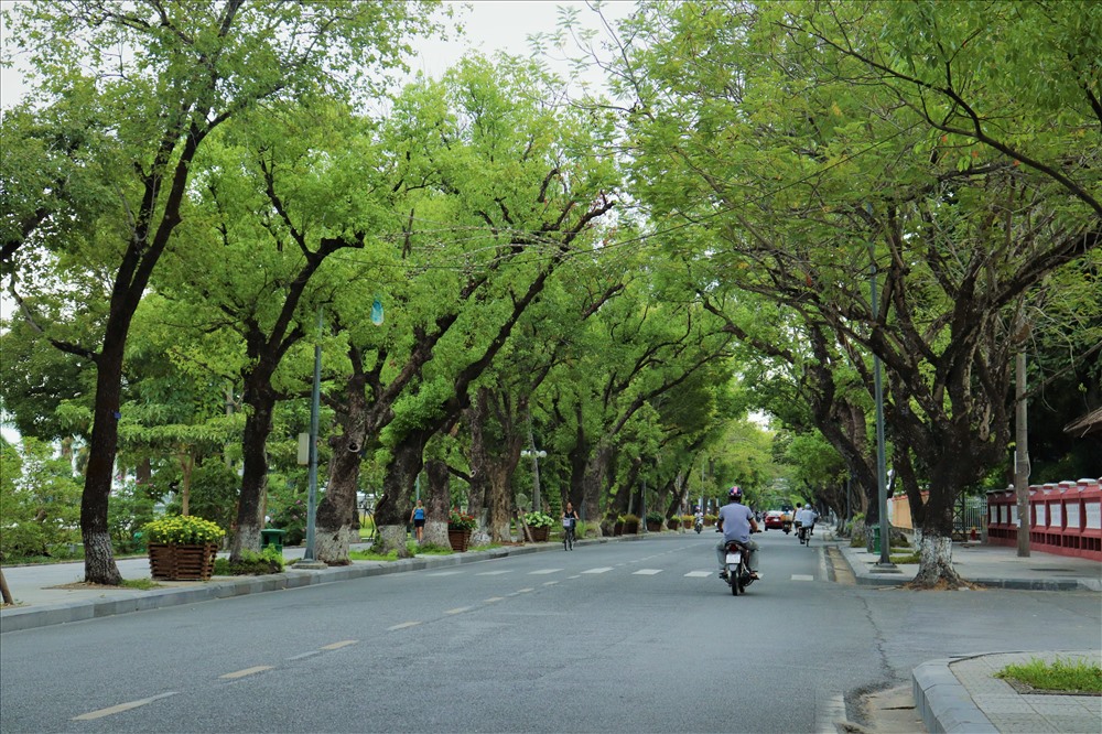 Đường Lê Lợi là một trong những tuyến đường trung tâm của TP Huế, nằm bên dòng Hương giang thơ mộng. Đây cũng là con đường có nhiều cây cổ thụ lâu đời với những gốc cây lên đến hàng chục năm tuổi. Những loại cây chủ yếu trên con đường này thường chủ yếu là Xà cừ, Long não.