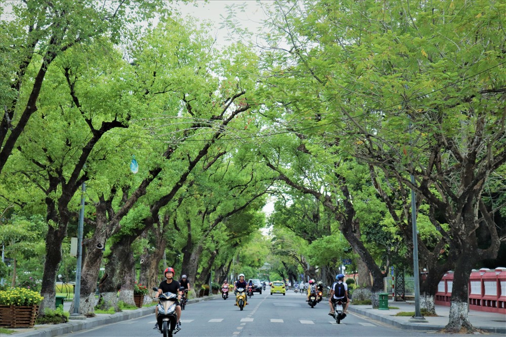 Những hàng cây xanh cổ thụ hai bên đường như chụm vào nhau tạo ra những vòm xanh bóng mát.