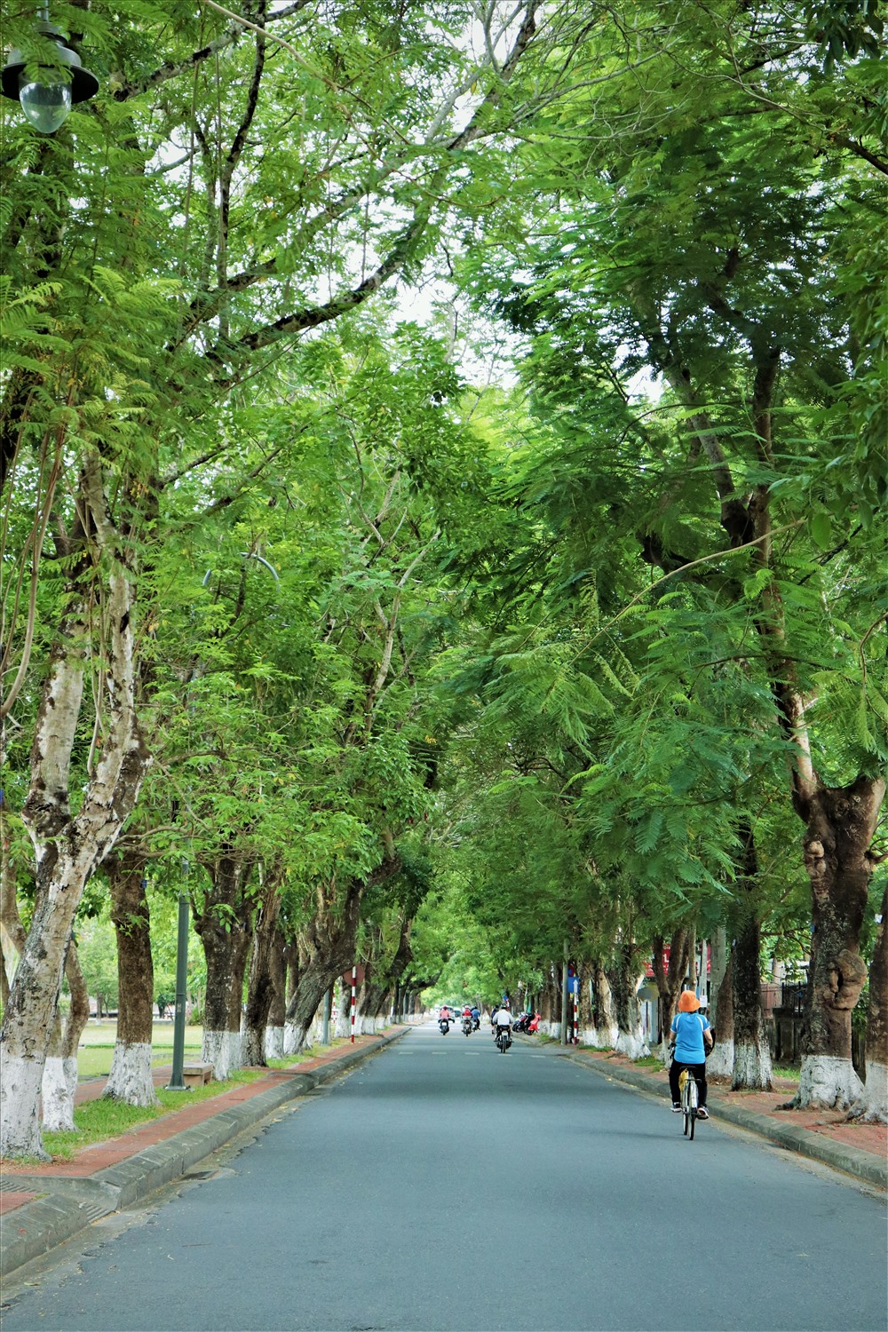 Con đường Đoàn Thị Điểm rợp bóng mát khi không còn một chút ánh nắng nào có thể xuyên qua các vòng cây tỏa ra hai bên đường. Những cành cây đan vào nhau như muốn che đi cái nắng oi ả của mùa hè.