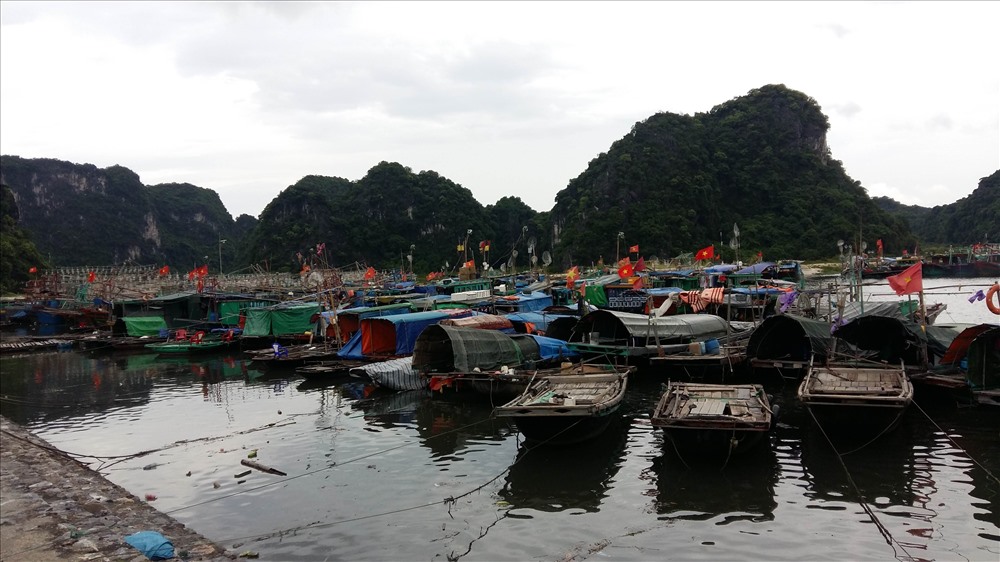 Tàu, thuyền của ngư dân về tránh trú bão số 3 tại làng chài Hà Phong, TP.Hạ Long. Ảnh: Nguyễn Hùng