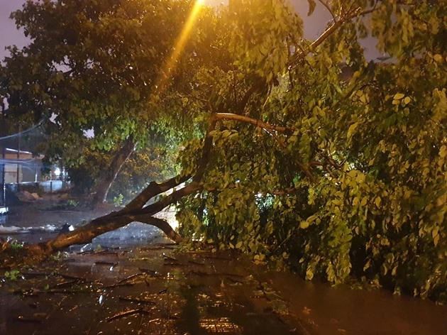 Cây cối đổ ngổn ngang ở Móng Cái (Quảng Ninh) từ tối qua sau khi bão số 3 Wipha đổ bộ. Ảnh: FB Móng Cái quê tôi.