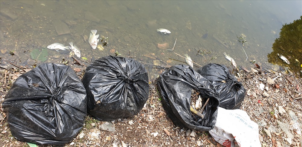 Những túi nilon đen đựng xác cá chết vẫn đang được để ở các khu vực ven hồ. Ảnh: TG.
