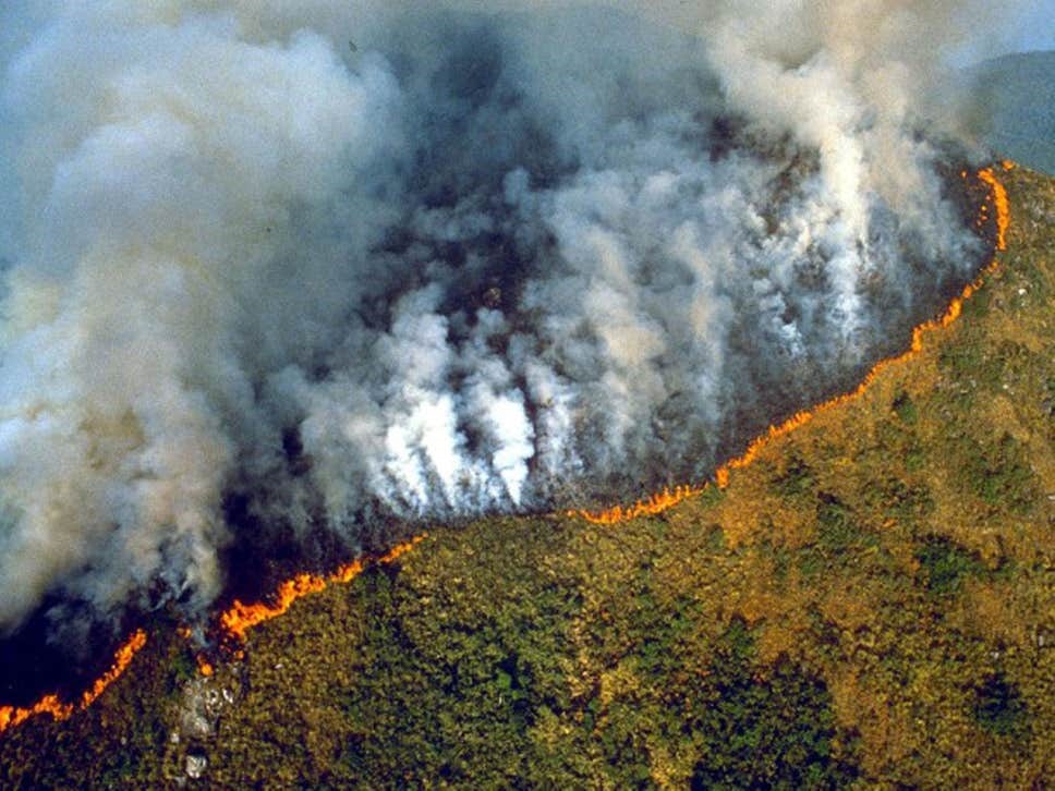 Đây chỉ là một trong số hàng ngàn vụ cháy rừng hiện đang tàn phá Amazon - khu rừng nhiệt đới lớn nhất thế giới, nơi được xem là “tường thành hộ vệ” chống biến đổi khí hậu. Ảnh: The Independent.