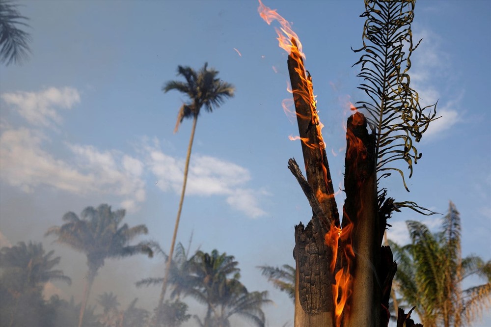 Một thân cây đang cháy ở Iranduba, bang Amazonas, Brazil. Ảnh: Reuters.