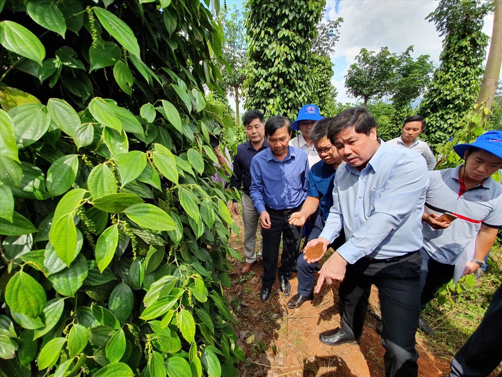 Bộ NNPTNT kiểm tra tình hình trồng tiêu ở tỉnh Đắk Nông. Ảnh: LX