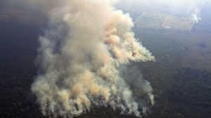20%: Lượng oxy của thế giới được rừng rậm cung cấp. “Rừng nhiệt đới Amazon -lá phổi sản xuất 20% lượng oxy của hành tinh này - đang cháy” - Tổng thống Pháp Emmanuel Macron nói.