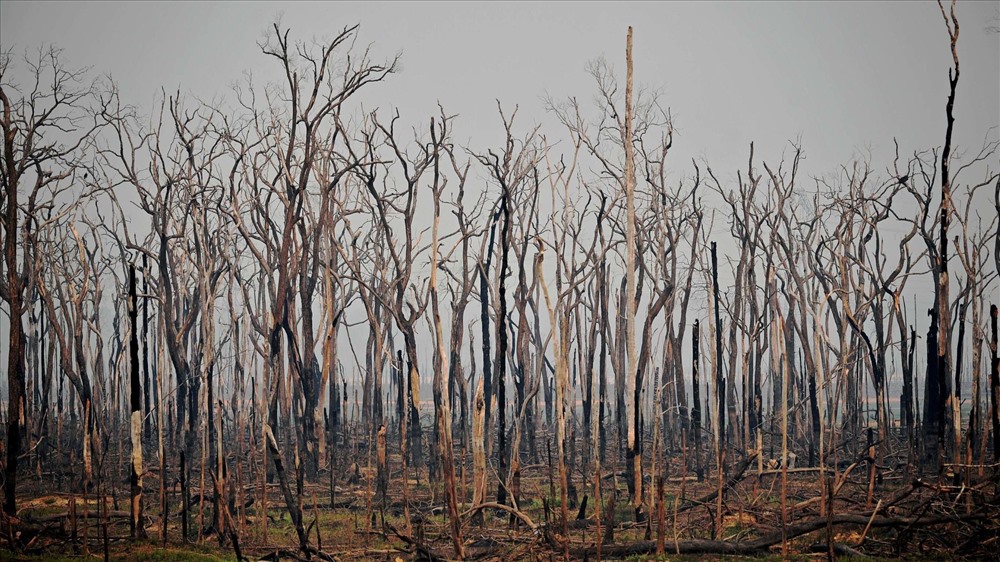 Ngoài ra, rừng Amazon cũng là nơi có khoảng 6.598km các con sông chảy qua. Và hiện khu rừng được mệnh danh là lá phổi xanh của trái đất đang bị cháy.  Dưới đây là những con số cho thấy mức độ nghiêm trọng của việc cháy rừng Amazon với nhân loại: