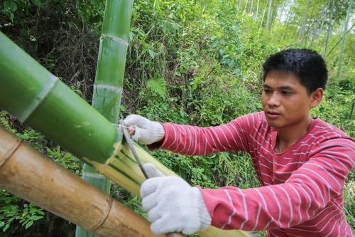 Người dân nơi đây khai thác tre từ rừng tre mọc bên ngoài làng để làm nguyên liệu sản xuất giấy.