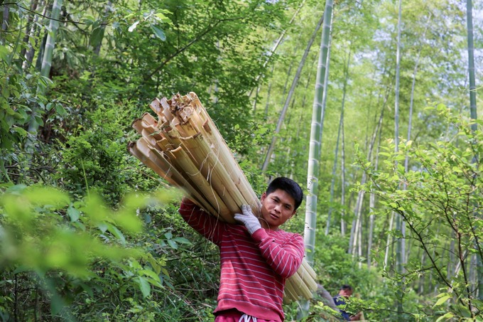 Tre được chọn phải là tre non, phần thân còn tương đối mềm. Người dân chẻ ra và gom thành từng bó mang về làng.