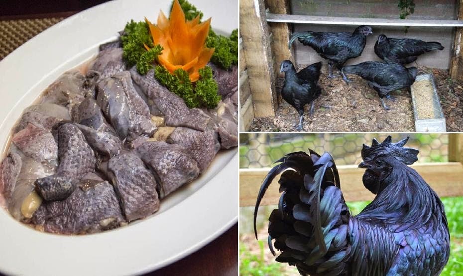 / Gà đen Tủa Chùa là món ăn không thể bỏ qua khi đến Điện Biên