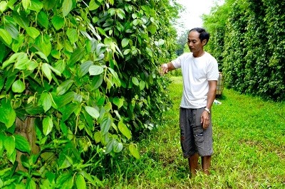Được sự hỗ trợ của đồng vốn Agribank và phương pháp chăm sóc cây trồng khoa học, anh Huấn đã bảo vệ thành công vườn hồ tiêu của mình trước những khó khăn của thời tiết, dịch bệnh