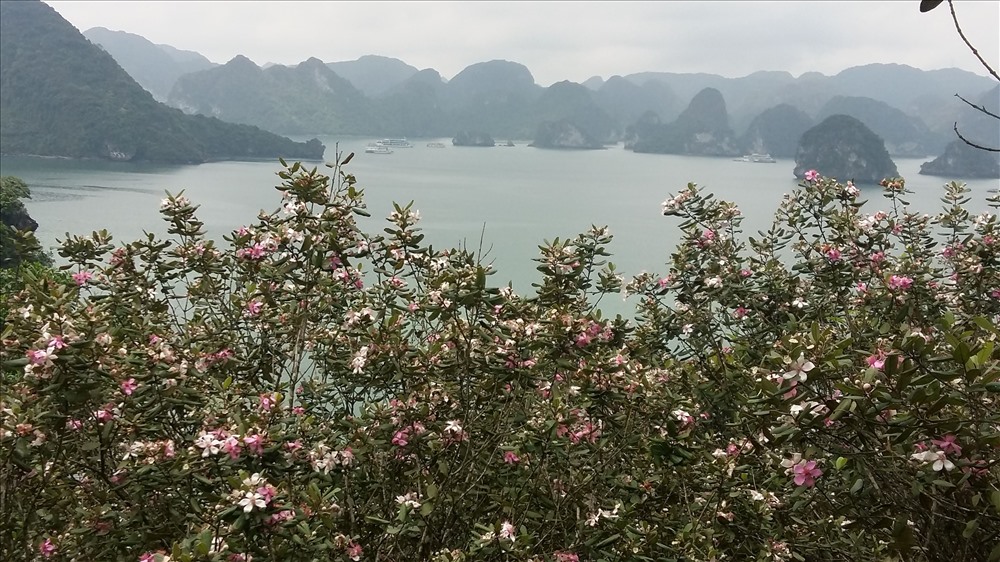 Vịnh Hạ Long càng thêm thơ mộng, dưới góc nhìn từ rừng hoa sim tím. Ảnh: Nguyễn Hùng