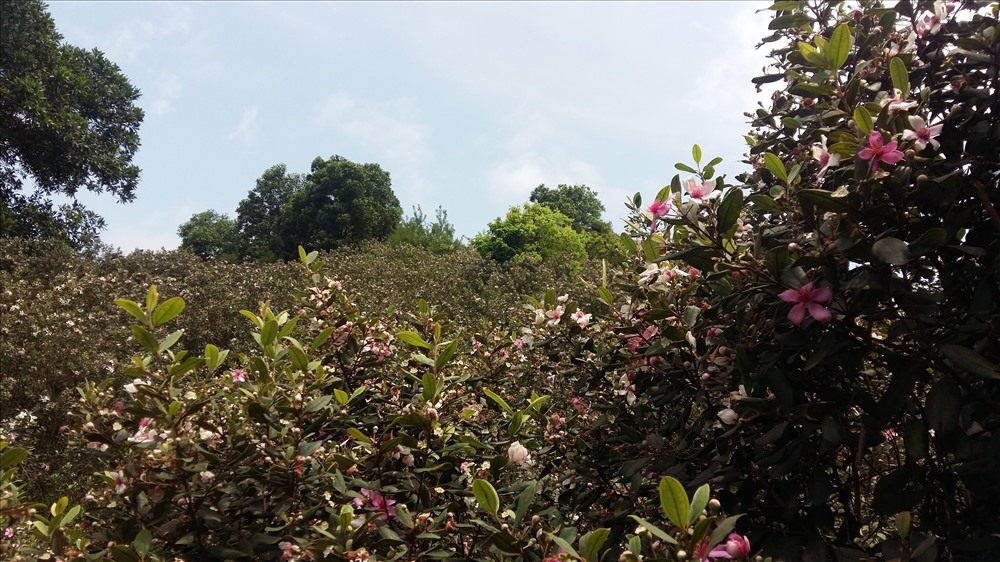 Vịnh Hạ Long càng thêm thơ mộng, dưới góc nhìn từ rừng hoa sim tím. Ảnh: Nguyễn Hùng