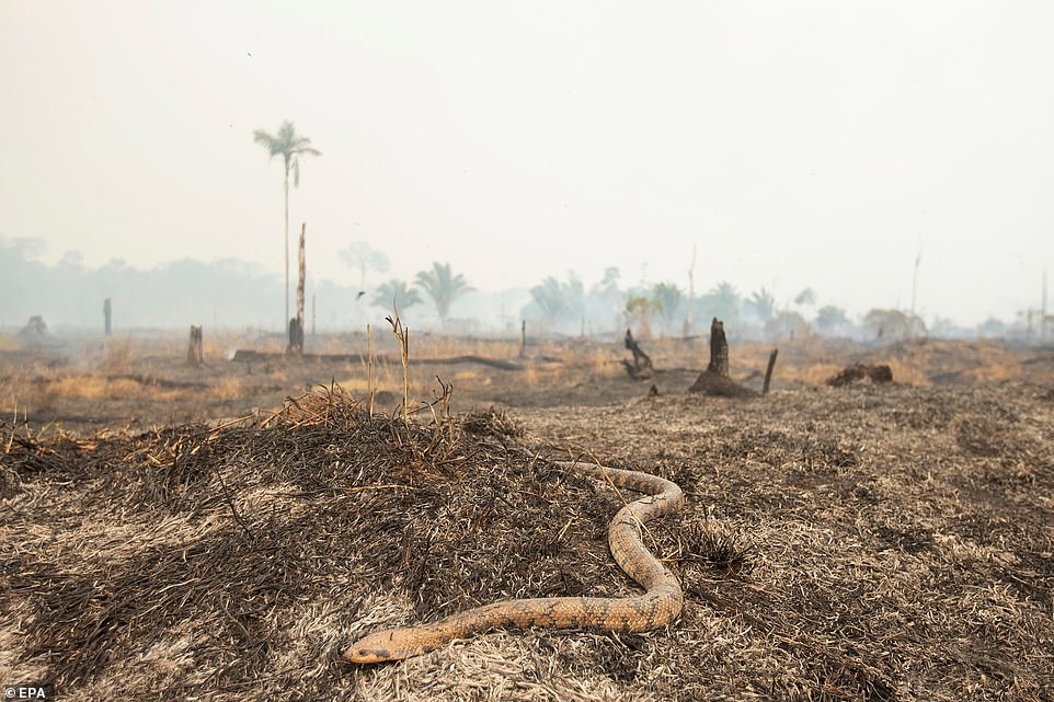Một con rắn chạy qua những cánh đồng đã cháy trụi ở khu vực Rondonia, Brazil.