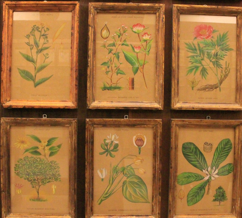 Trong căn phòng số 1, trưng bày gần 600 bức tranh cây thuốc vẽ bằng tay.