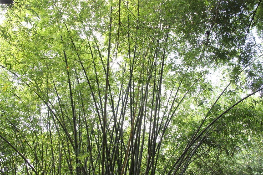 Trải nghiệm làng tre 1.500 bụi mát rượi khiến nắng nóng cũng “chào thua”