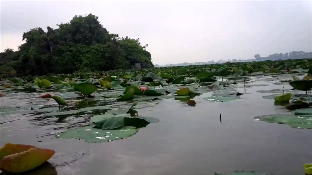 Vào mua hoa sen, Hồ Quan Sơn sẽ trở thành tiên cảnh khi hoa đua nhau nở rộ.