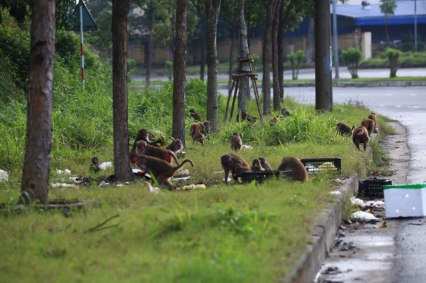 Có những bầy khỉ kéo nhau xuống tận đường vào cảng Tiên Sa để kiếm ăn