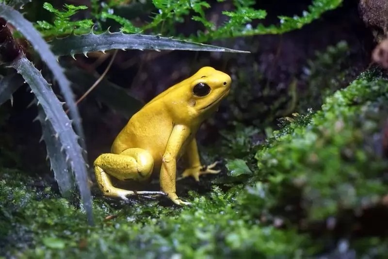 1. Ếch phi tiêu độc có ngoại hình đẹp ấn tượng khiến bạn muốn tiến lại gần để quan sát. Nhưng nhưng con ếch vàng dài chỉ 5cm này có thể giết chết 10 người một lúc bằng nọc độc của nó.
