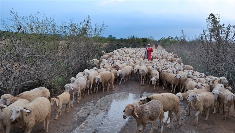 Buổi chiều, người mục đồng lại lùa những đàn cừu về.