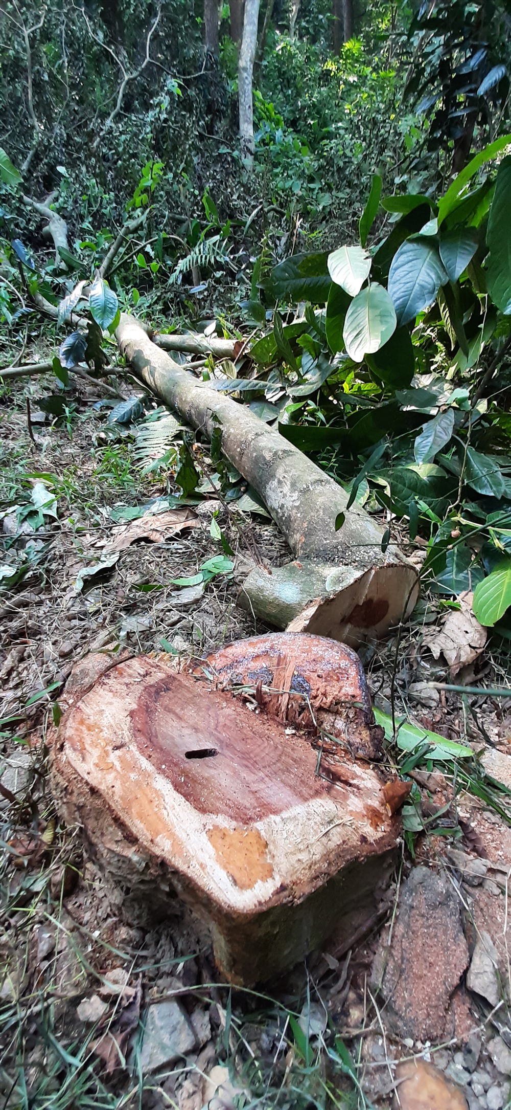 Đây không phải là lần đầu tiên cây gỗ sưa quý hiếm bị chặt trộm ngay trong khuôn viên Trụ sở Vườn Quốc gia Tam Đảo.