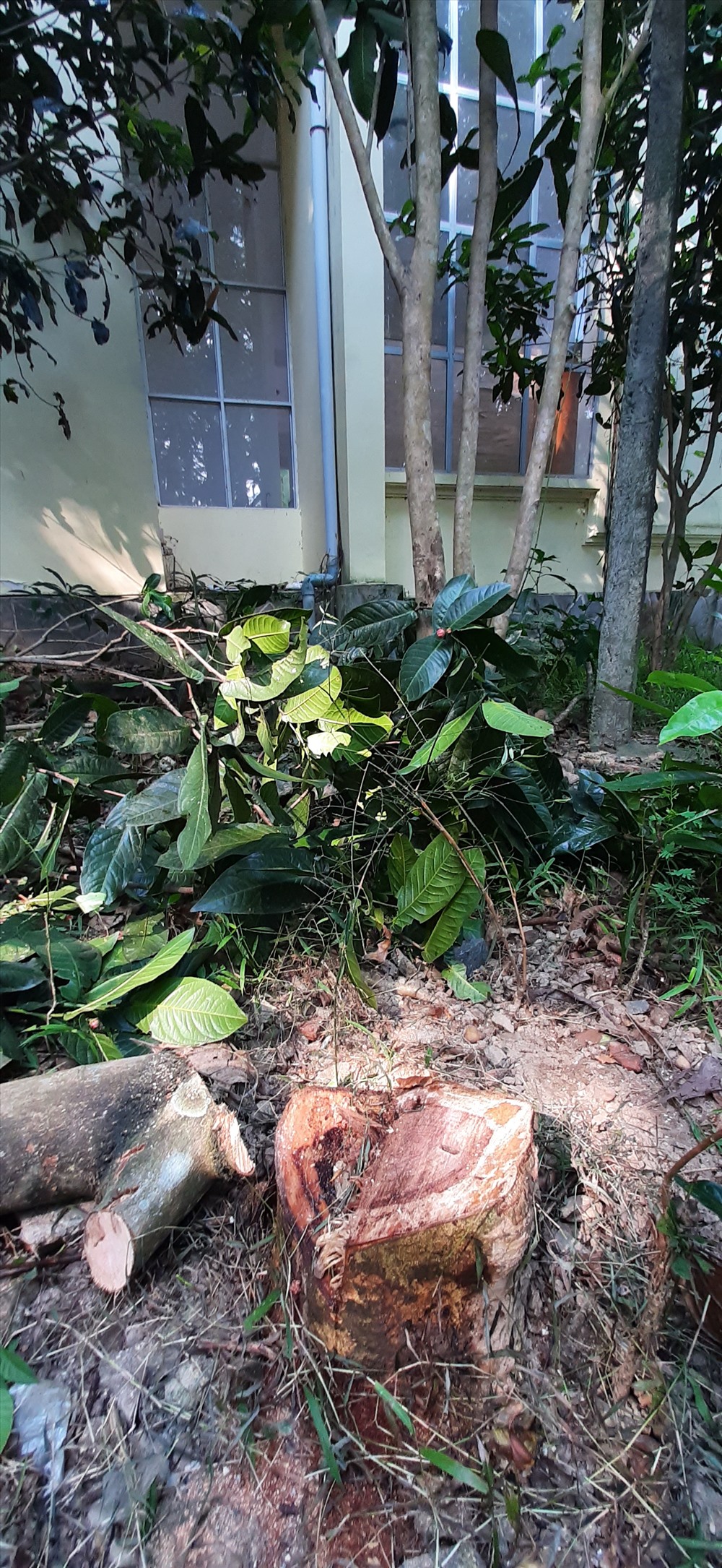 Đây không phải là lần đầu tiên cây gỗ sưa quý hiếm bị chặt trộm ngay trong khuôn viên Trụ sở Vườn Quốc gia Tam Đảo.