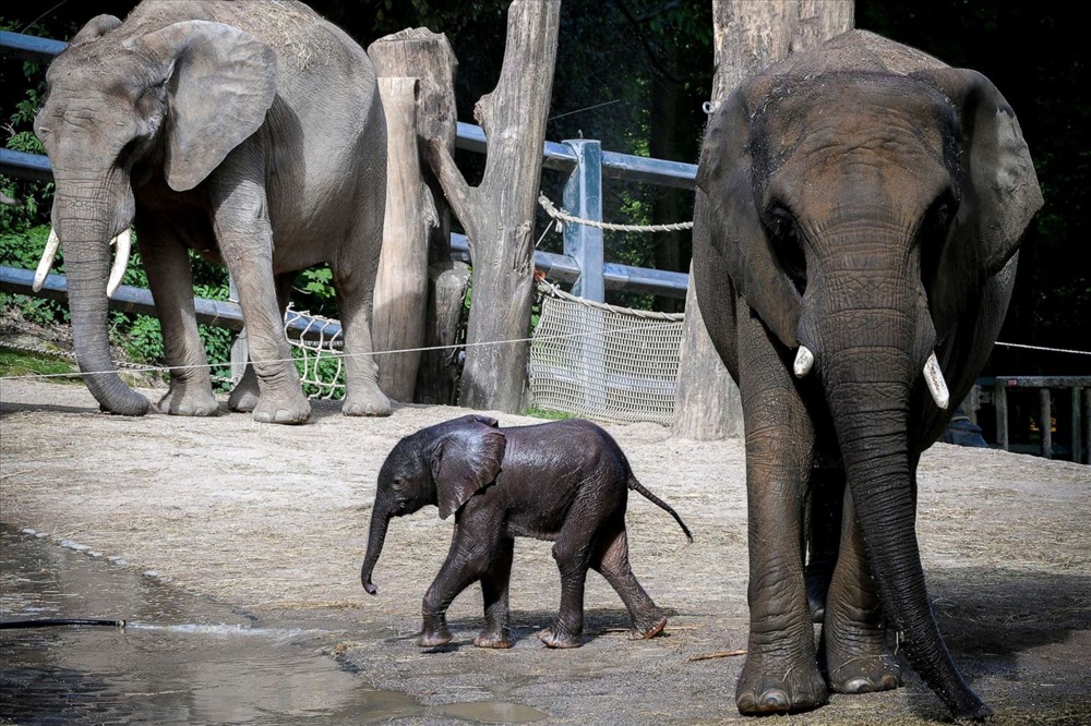 Một con voi đực mới sinh được đặt tên là “Gus” đang đi cùng voi mẹ trong chuồng ở vườn thú xanh Wuppertal ở Wuppertal, Đức hôm 24.4. Ảnh: EPA.