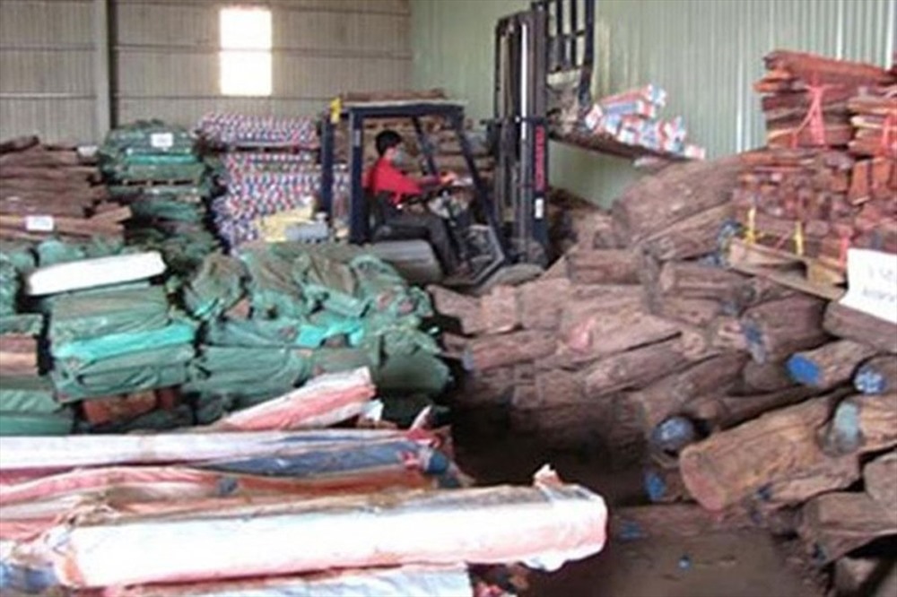 Lô gỗ trắc nhập khẩu qua cửa khẩu quốc tế Đen Sa Vẳn - Lao Bảo bị cho là buôn lậu rồi tịch thu và đem bán đấu giá trái pháp luật. Ảnh: P.V