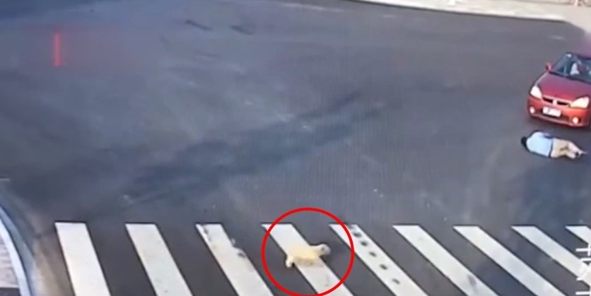 Chú chó nhỏ quan sát và sang đường theo đúng phần đường dành cho người đi bộ. Ảnh chụp màn hình.