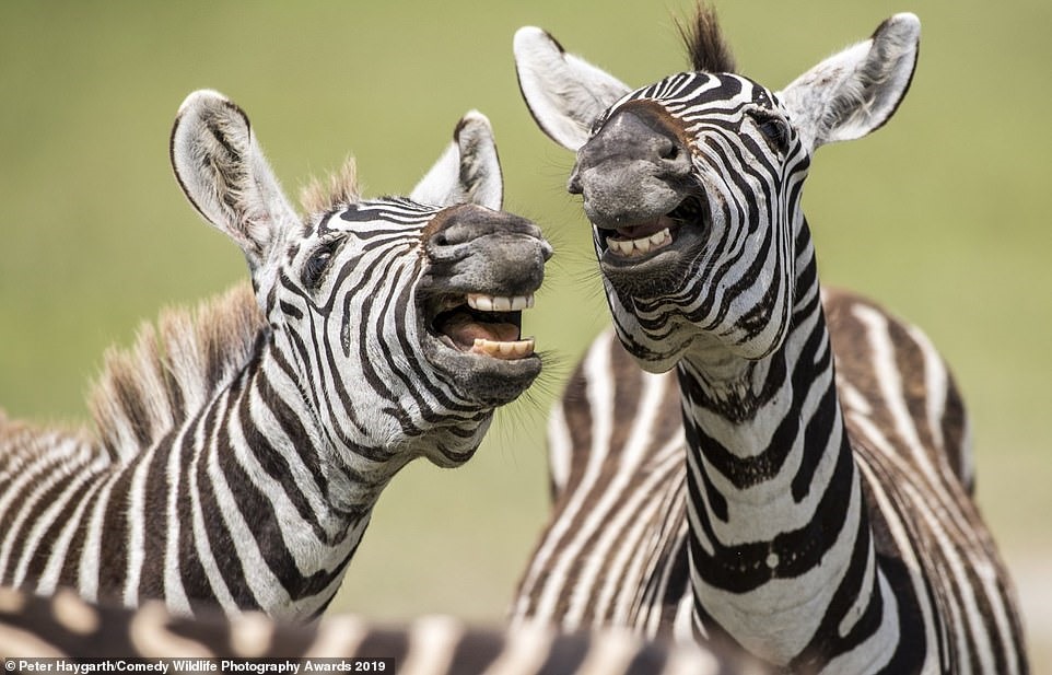 Hai con ngựa vằn này được chụp đúng lúc ngoác miệng ra cười.