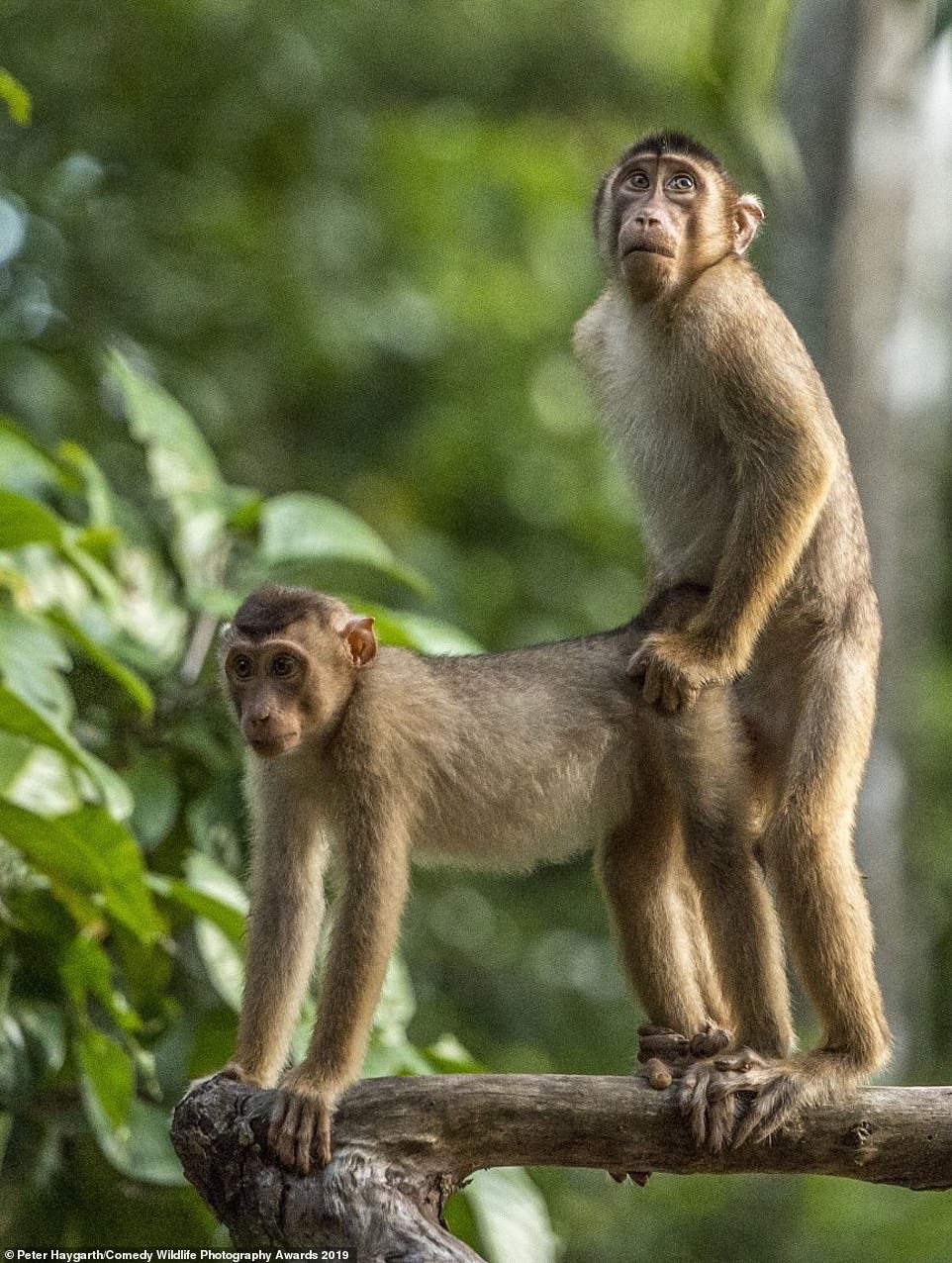 Bắt quả tang nhé.